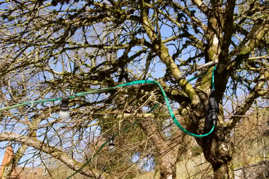 How Professionals Strengthen Trees With Cabling Spokane Valley, WA