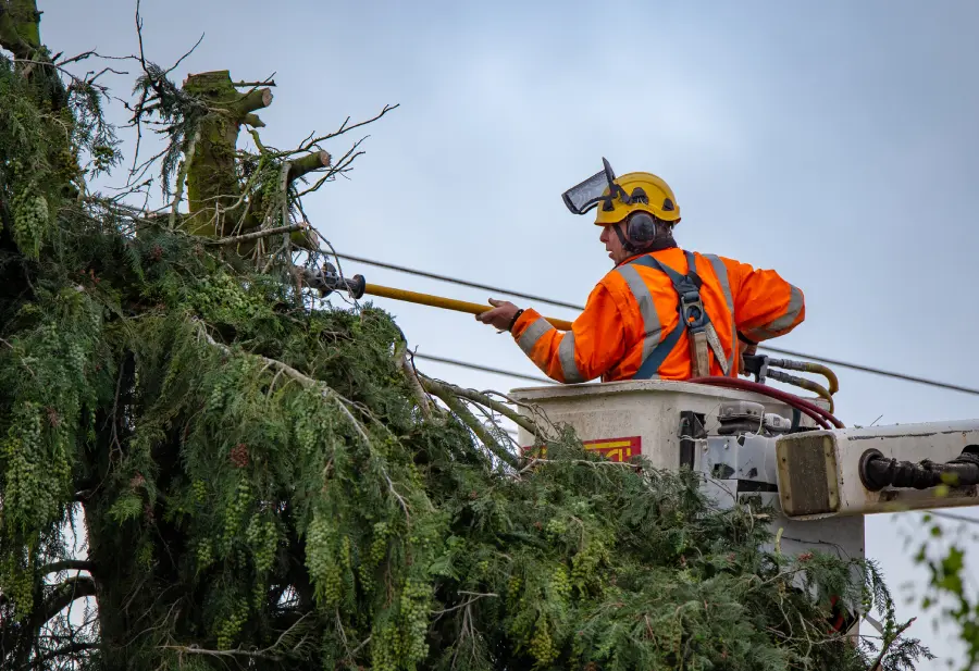 How Professionals Strengthen Trees With Cabling in Spokane Valley, WA