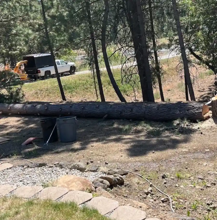 Professional Tree Company in Spokane Valley, WA