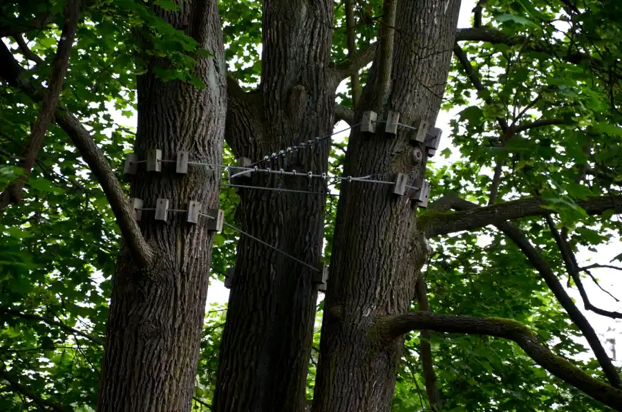 When Tree Cabling Is the Right Solution in Spokane Valley, WA