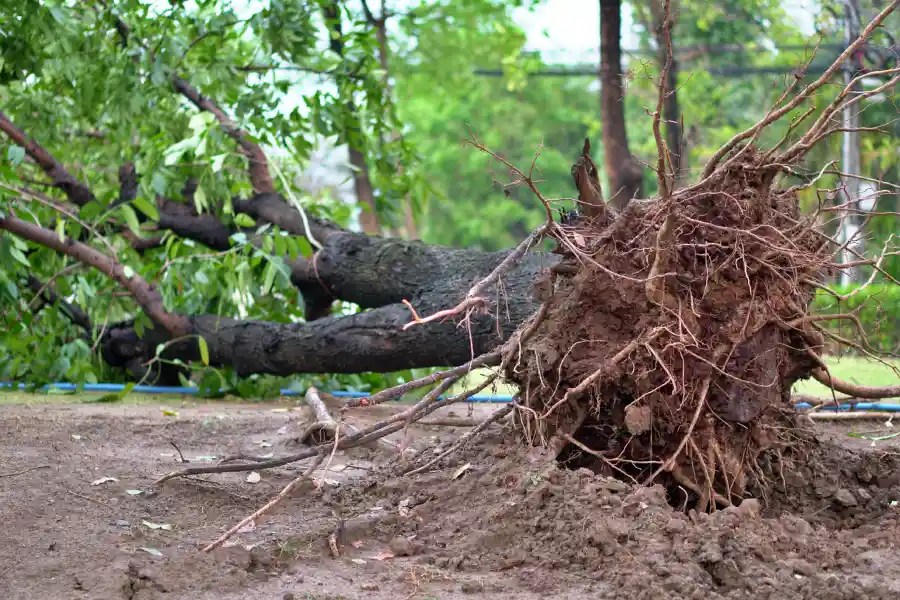 How to Restore Your Landscape After Severe Storm Damage in Spokane Valley, WA