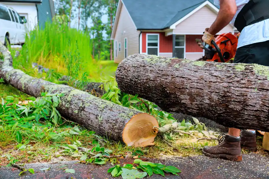 Reputable Emergency Tree Removal Spokane Valley, WA
