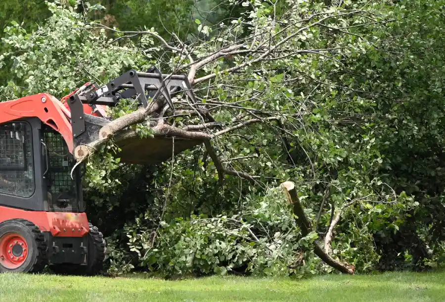 The Benefits of Routine Tree Maintenance for Storm Protection in Spokane Valley, WA